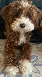 Hundegestützes Training mit Siloh